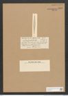Synedra finbriata Castr. (de-Toni-Nr.: Genus 66, Species 2624) Zeichnungen Sammlung Grunow Nr. 5355 (NHMW-BOT-W0373765)